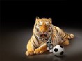 /album/fotogalerij/voetbal-tijger-jpg/